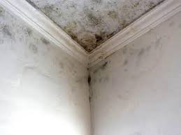 Best Environmental Consulting for Mold Prevention  in Limestone Creek, FL